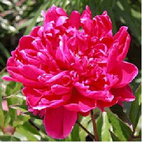 Peony 'Monsieur Martin Cahuzac'