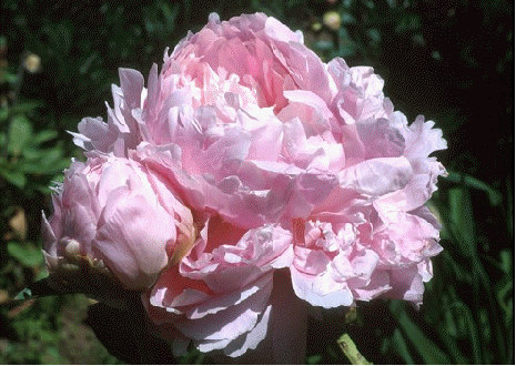 Peony 'Pillow Talk'