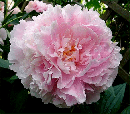 Peony 'Sarah Berndhart'
