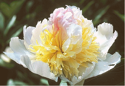 Peony 'Top Brass'