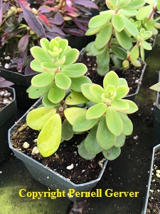 Peperomia Belly Button
