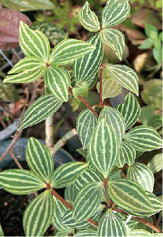 Peperomia puteolata
