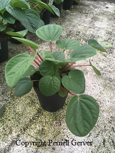 Peperomia rana verde