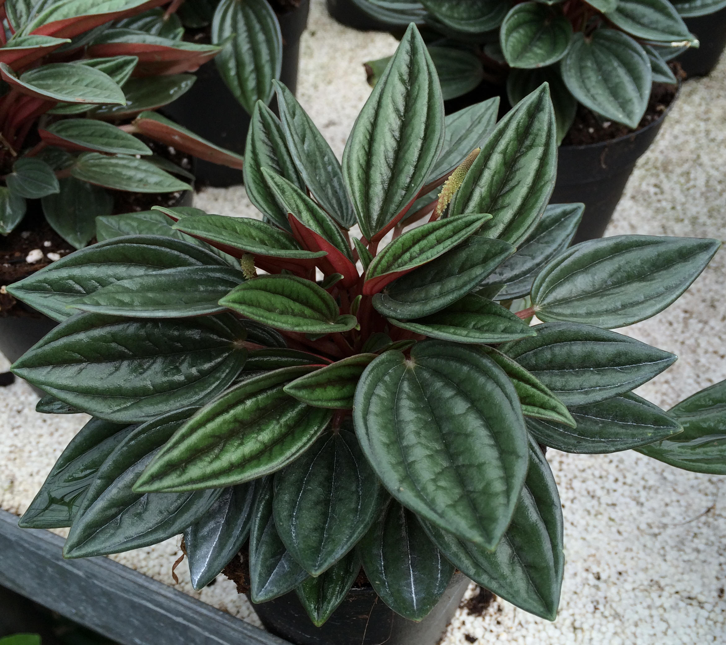 Peperomia rosso