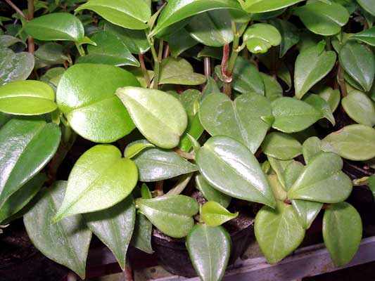 Philodendron peperomia