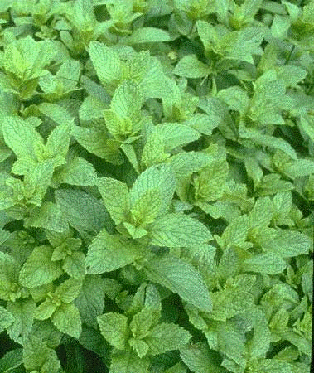 Peppermint