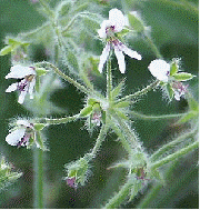 Peppermint Scented Geranium flowers, Pelargonium tomentosum