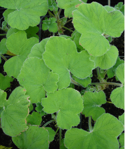 Peppermint scented geranium