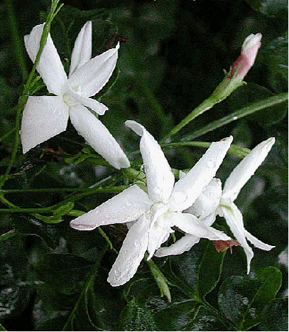 French perfume jasmine