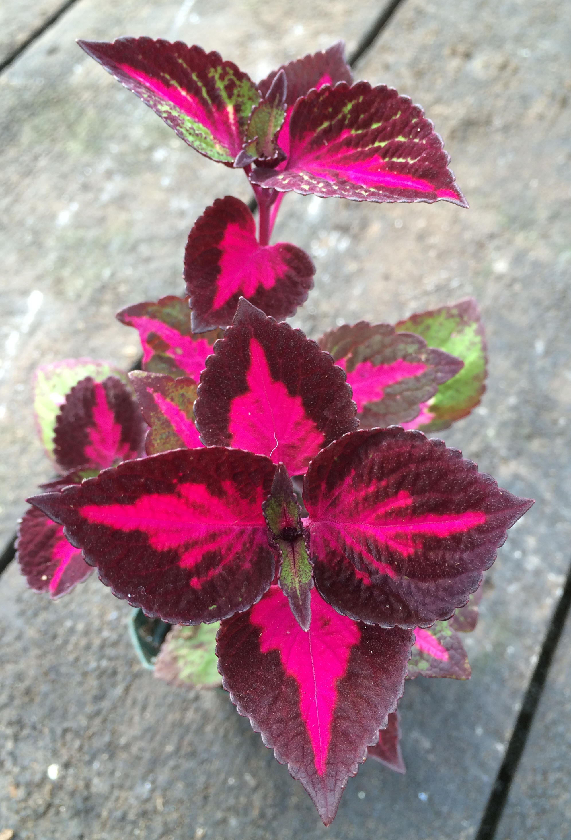 Beefsteak Plant (Perilla magilla)