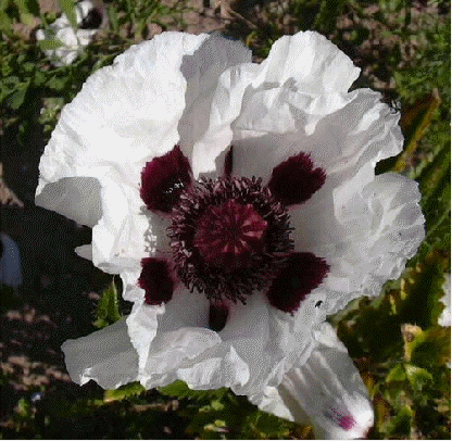 Oriental poppy 'Perry's White'