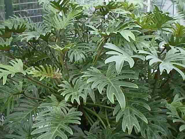 Tree Philodendron (Philodendron selloum, also Philodendron bipinnatifidum