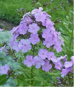 Phlox 'Blue Boy'