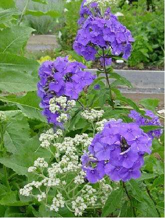 Phlox 'Blue Paradise'
