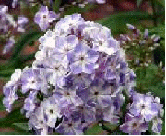 Phlox 'Blue Spot'