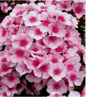 Phlox 'Bright Eyes'