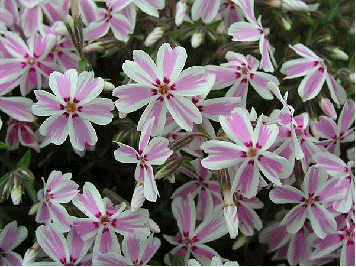 Moss phlox 'Candy Stripe'