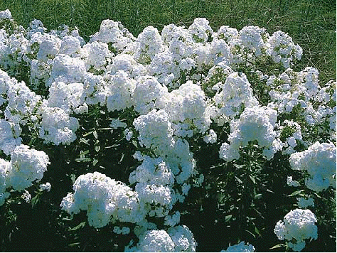 Phlox 'David'