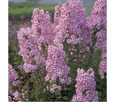 Phlox 'Natascha'