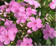 Phlox 'Sabine'