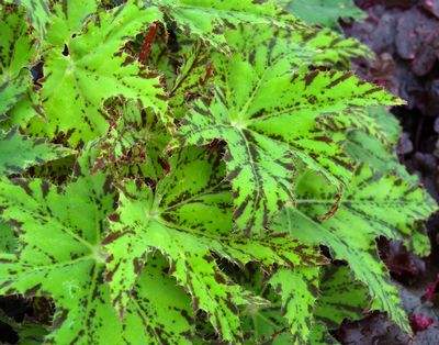 Begonia 'Phoe's Cleo'
