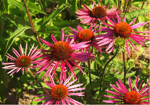 Echinacea 'Pica Bella'