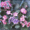 Picotee-flowered collection