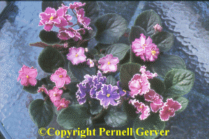 Picotee-Edged flowers African violet Collection
