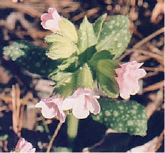 Pulmonaria 'Pierre's Pure Pink'