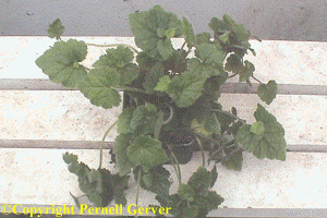 Piggyback plant, Tolmiea menziesii