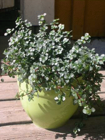 Pilea glauca 'Aquamarine'