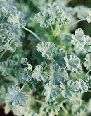 Pine Scented Geranium, Pelargonium x fragrans 'Turpentha'