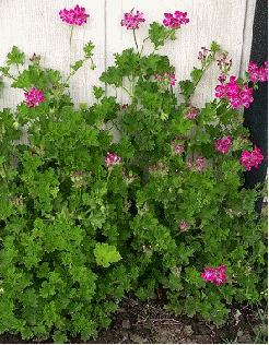 Pineapple Scented Geranium, Pelargonium 'Pineapple'