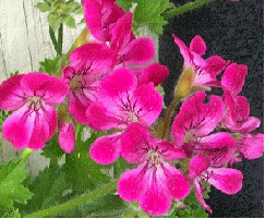 Pineapple Scented Geranium, Pelargonium 'Pineapple'