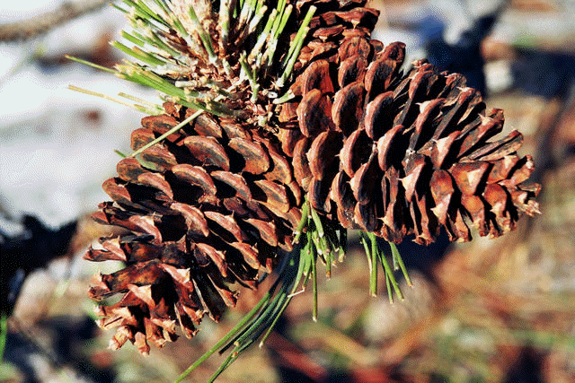 Pine cones