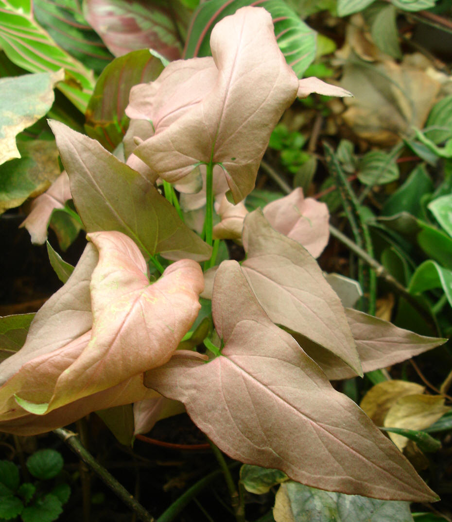Pink Arrowhead Vine