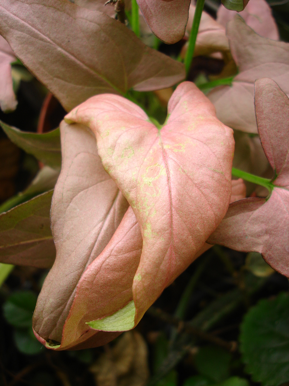 Pink Arrowhead Vine
