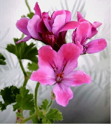Pink Champagne Scented Geranium, Pelargonium 'Pink Champagne'