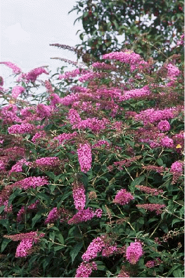 Butterfly Bush 'Pink Delight'