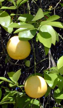 Pink grapefruit