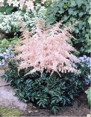 Astilbe 'Pink Lightning'