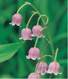 Pink Lily-of-the-Valley