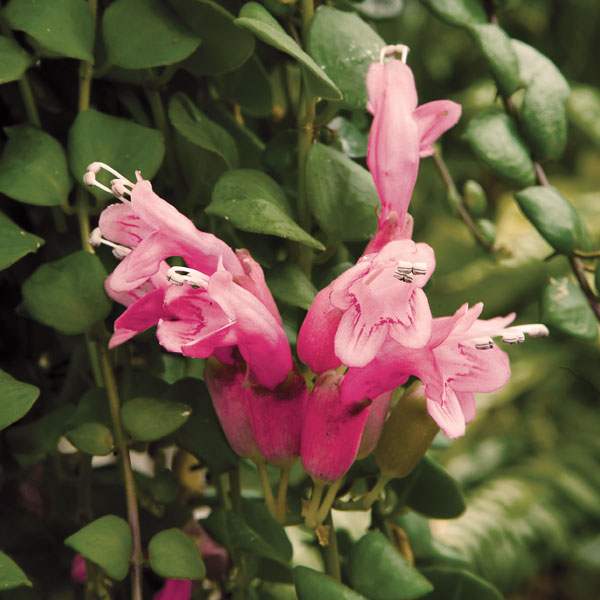 Pink Lipstick Plant (Aeschynanthus 'Thai Pink')