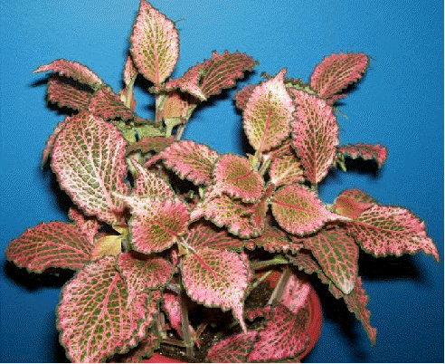 pink nerve plant