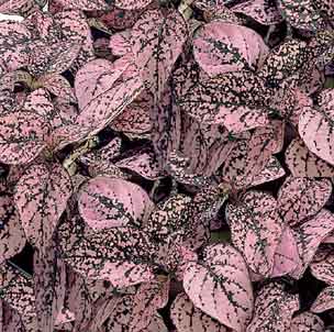 Pink Polka Dot Plant