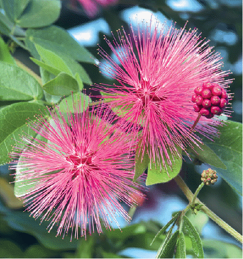 Pink Powder Puff Plant (Calliandra emarginata)