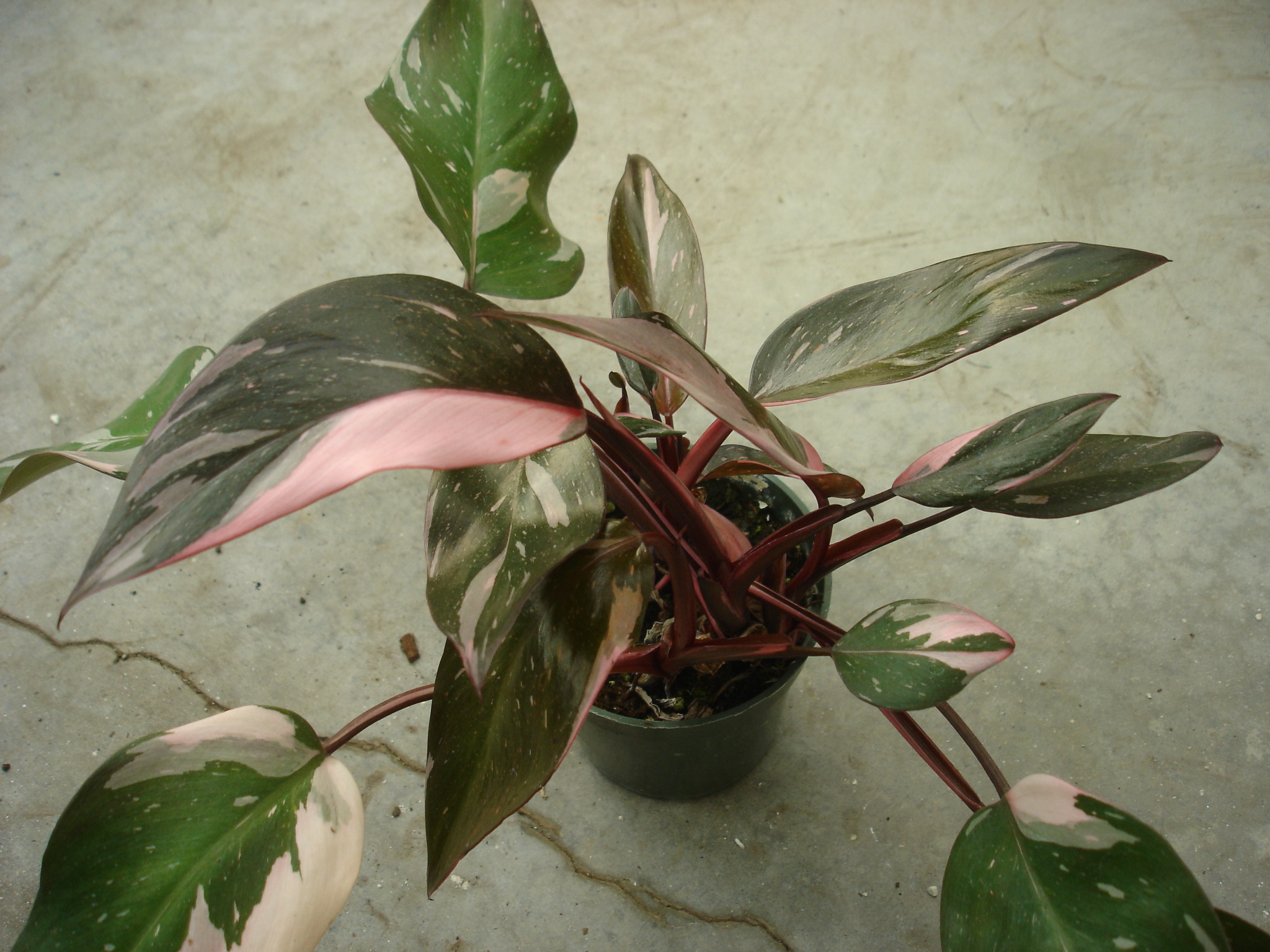 Philodendron 'Pink Princess'