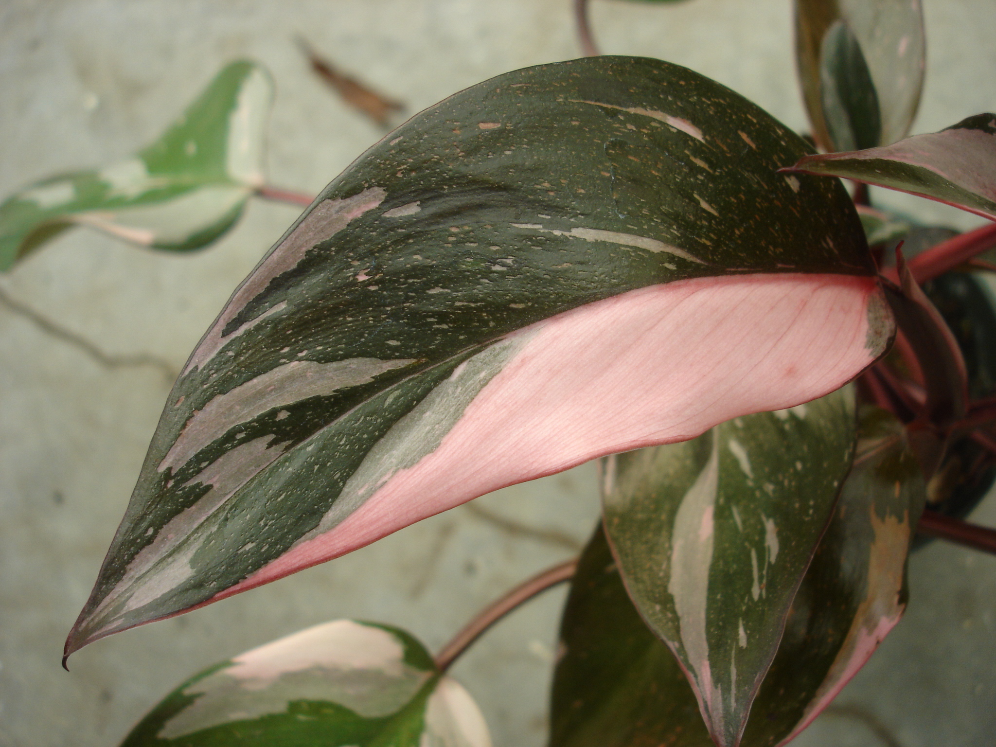 Philodendron 'Pink Princess' leaf
