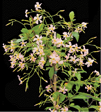 Pink Showers Jasmine, Trachelospermum jasminoides 'Pink Showers'
