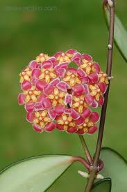 Pink Flowered Wax Plant (Hoya davidcummingii)